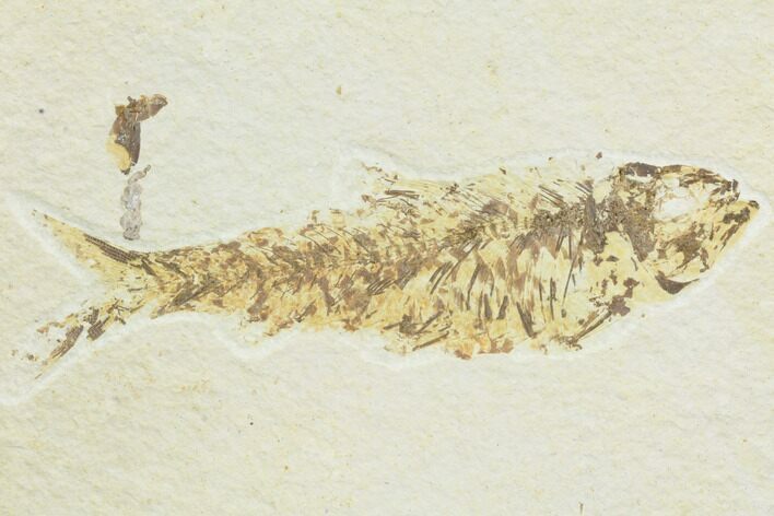 Bargain, Fossil Fish (Knightia) - Wyoming #126002